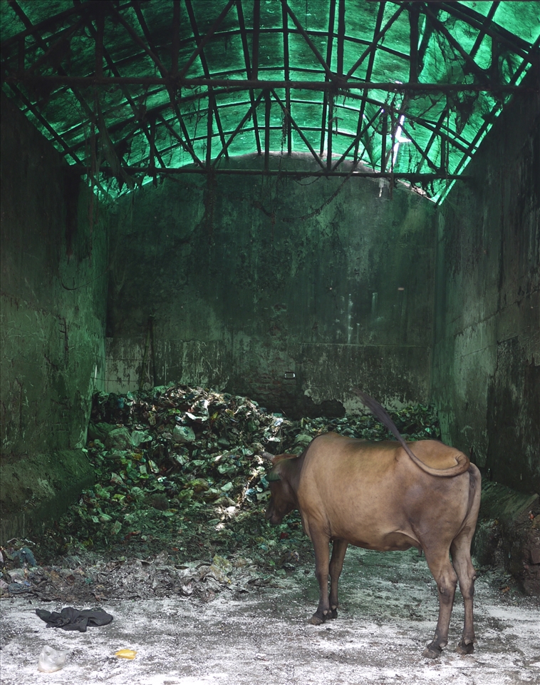 a cow eating from the garbage in Varanasi