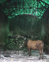 a cow eating from the garbage in Varanasi: by freeman, Views[303]