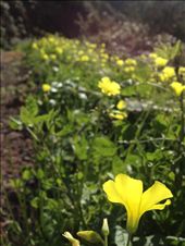 flora: by frenchi, Views[252]