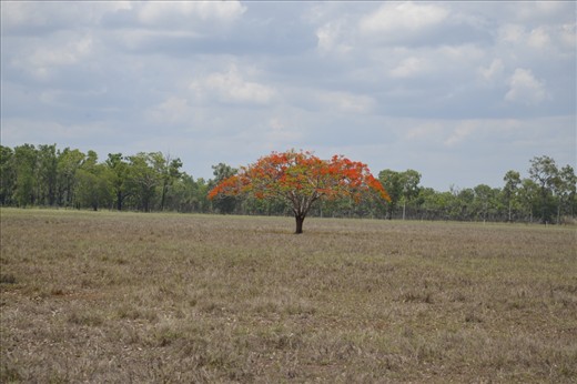 Lonely Solitary Life

I came across a field that stood a solitary tree blooming. Though by itself where it stood in the distance and all around nothing projected any colour. Making me realise that everyone no matter how different or where you found yourself you could project inner beauty and stand out from the rest. I felt like it was a sign of no matter where I was I can make my mark on the world by simply being seen.

Camera Nikon: F stop f/8: iso 100: shutter speed 1/250: 
