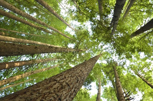 Reach for the Sky

There are many ways to perceive this image from the nature that surrounded me to the ideas of reaching for something no matter how far away it seemed. I found myself laying down looking up at the top of the canopy thinking about how far I have come since my accident but how far I still have to go to get where I want to be. The bark on the trees and spikes don’t make it easy but like life there is no easy way to get where you’re going. The climb to the top wouldn’t be easy bu