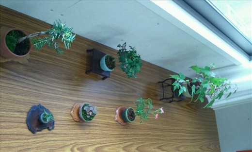 Bonsai classes held at a kasetsu. The bonsai teacher had his house repaired after tsunami by Samaritan's purse and he got to know the Christians. He is open to the Gospel due tobtheir work. He volunteered to help the Christians start classes to give the people some activity to do since the people are depressed about housing and the mold that is growing in their places which causes resipratory problems too.