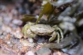 A Crabs Life - The Bay of Fundy, New Brunswick: by fullertonphotography, Views[524]