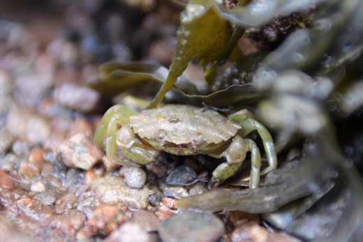 A Crabs Life - The Bay of Fundy, New Brunswick