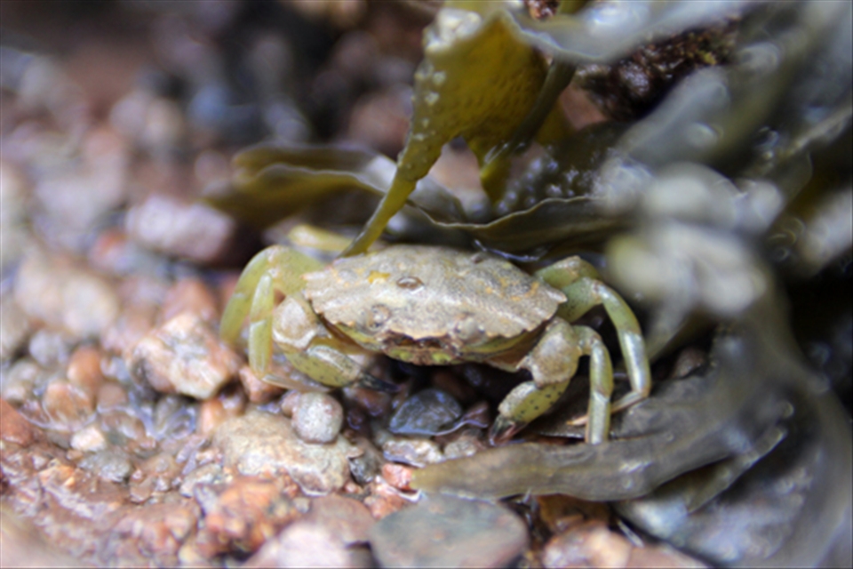 A Crabs Life - The Bay of Fundy, New Brunswick