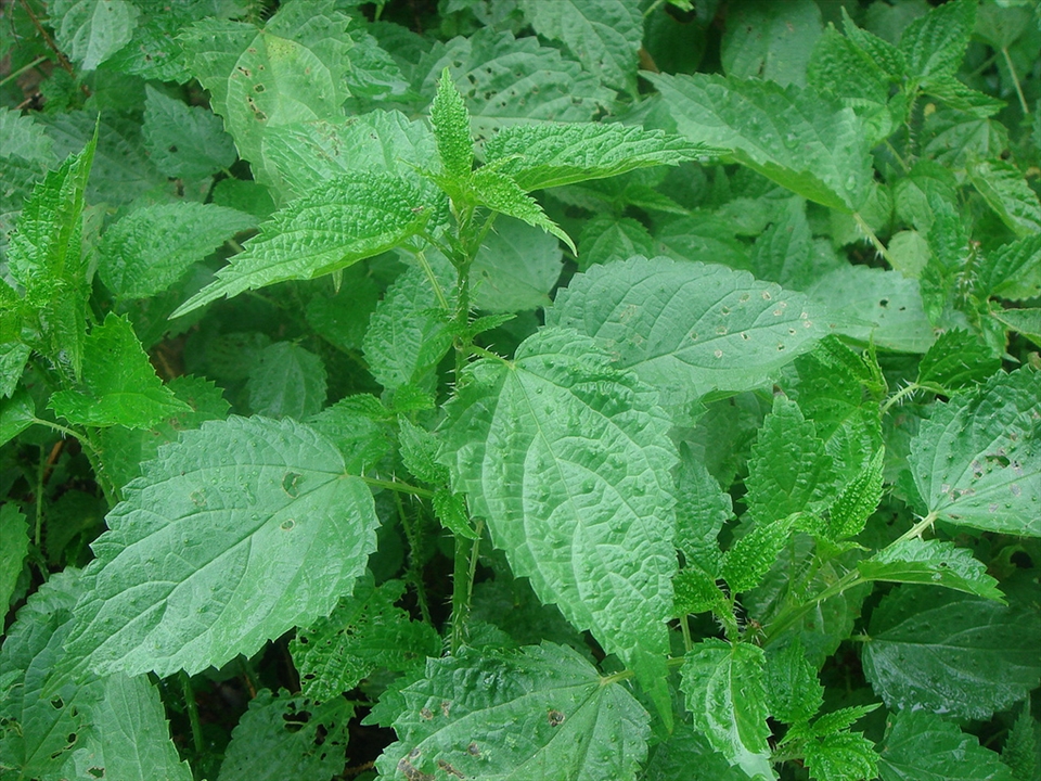 This is sisnu plant .It has stings in it.