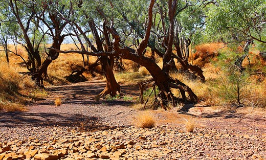 drought in the outback