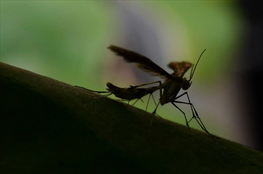 mosquito in my backyard, no editing