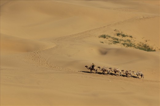 Under the sky of Inner Mongolia, on the other side of the grassland, the camel rider has to take a long journey to work day in and day out.