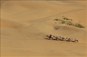 Under the sky of Inner Mongolia, on the other side of the grassland, the camel rider has to take a long journey to work day in and day out.: by gabyandriany, Views[398]