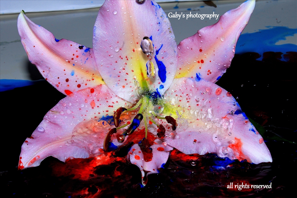 paint and water and one lilly