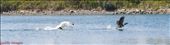 off my lake: by gaddy, Views[284]