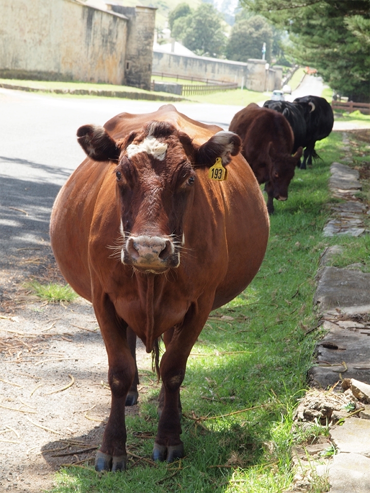 4 - Co-existence. The cows now roam freely on the verges and vacant land around Kingstownship. The owners (many of them Pitcairn descendants) pay a fee to allow grazing on the roadsides. The cows have right away on the roads and a fine is imposed if an animal is harmed.