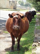 4 - Co-existence. The cows now roam freely on the verges and vacant land around Kingstownship. The owners (many of them Pitcairn descendants) pay a fee to allow grazing on the roadsides. The cows have right away on the roads and a fine is imposed if an animal is harmed.: by gailcook, Views[618]