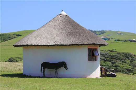 A donkey finding some shade behind a traditional South African Xhosa Hut