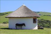 A donkey finding some shade behind a traditional South African Xhosa Hut: by ganinima1234, Views[4143]