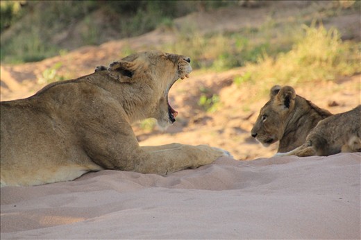Old Machaton Lioness yawning whilst younger generation looks on