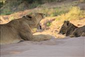 Old Machaton Lioness yawning whilst younger generation looks on: by ganinima1234, Views[756]