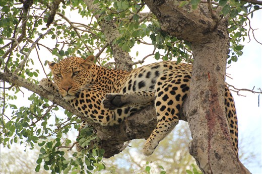 A male Leopard of the Timbavati Game Reserve South Africa