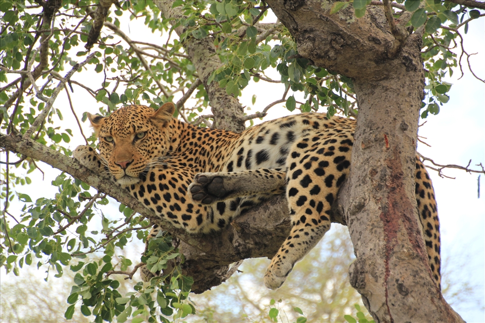 A male Leopard of the Timbavati Game Reserve South Africa