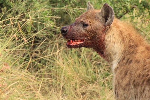 A young Hyena looking back at at a carcass of a Zebra that he has been consuming