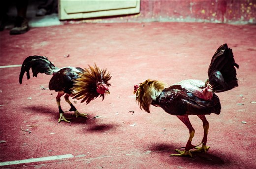 The battles between roosters are violent and rampant. 