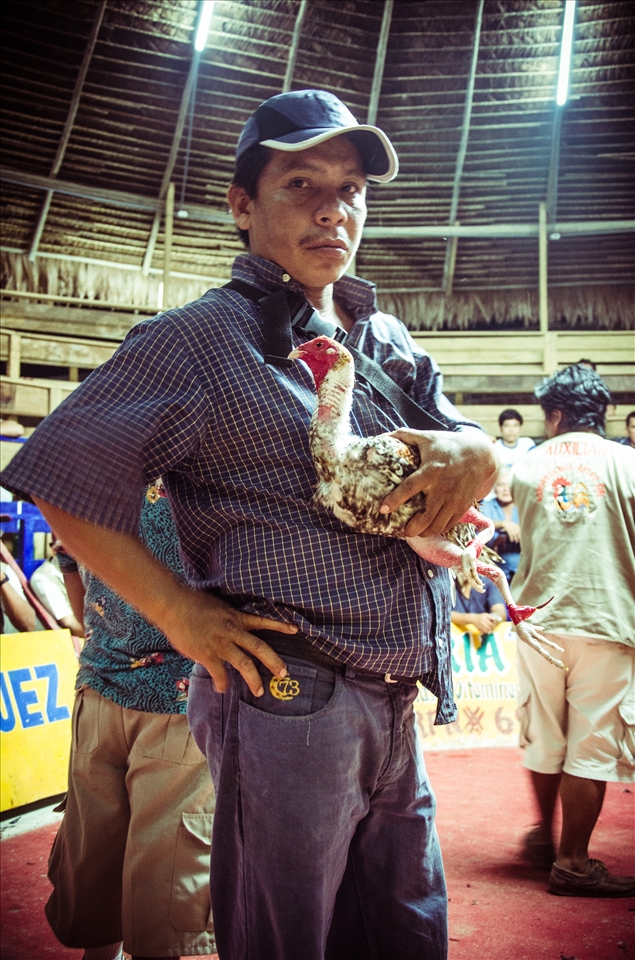 The running champion of the cockfighting championship in Iquitos, Peru.