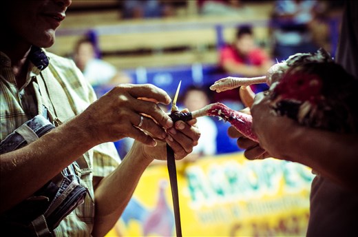 Bone and metal spurs are added to the rooster's feet as battle weapons.