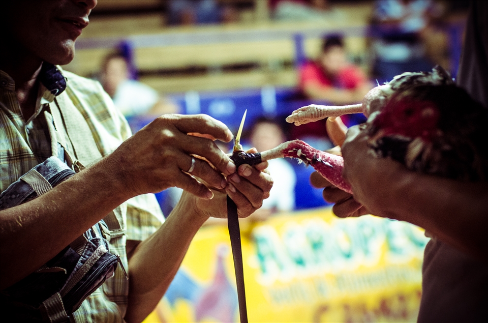 Bone and metal spurs are added to the rooster's feet as battle weapons.
