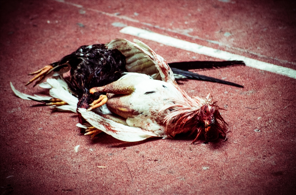 Only one rooster gets out alive. 