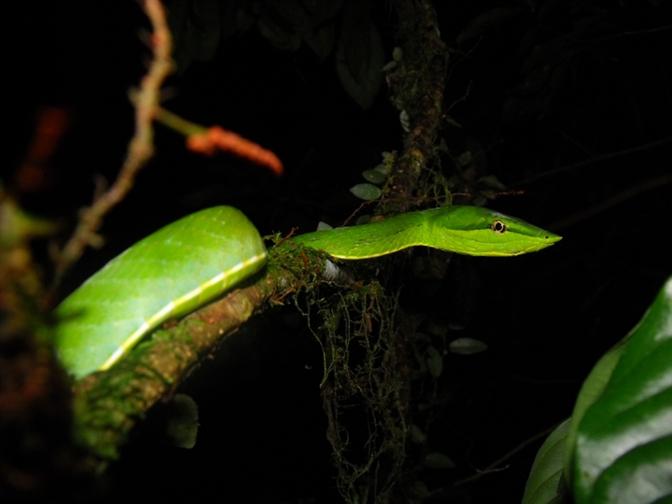A green vine snake (Oxybelis fulgidus) showed up at the middle of the rainforest of Sarapiquí, Costa Rica. When I started taking pictures to it I was affraid of scaring it away, but after 20 minutes of taking pictures it looked to be enjoying it.