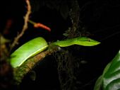 A green vine snake (Oxybelis fulgidus) showed up at the middle of the rainforest of Sarapiquí, Costa Rica. When I started taking pictures to it I was affraid of scaring it away, but after 20 minutes of taking pictures it looked to be enjoying it.: by gatodemonte, Views[433]