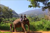 Lumyai Elephant at Woody's: by gatornav, Views[948]