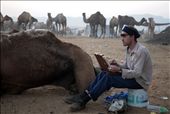 A man engrossed in sketching the camel herd oblivious of the surroundings: by gautam, Views[555]