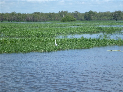 kakadu yellow river