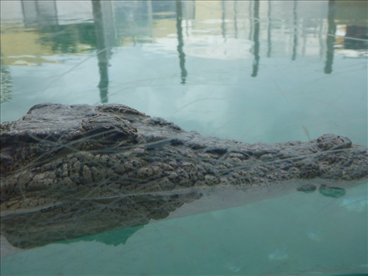 Crocosaurus Cove