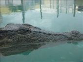 Crocosaurus Cove: by gcadventuresdownunder, Views[268]