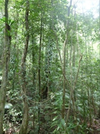Rainforest Cairns