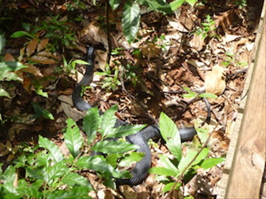 Red Belly Python - Cheryl almost trod on!