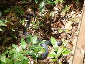 Red Belly Python - Cheryl almost trod on!: by gcadventuresdownunder, Views[260]