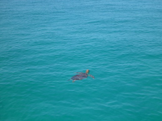 Turtle we swam with 