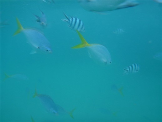 Snorkelling - Whitsundays