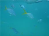 Snorkelling - Whitsundays: by gcadventuresdownunder, Views[193]
