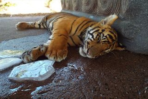 Tiger cubs at Zoo