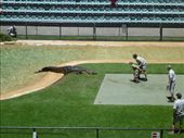 steve irwins kid: by gcadventuresdownunder, Views[252]