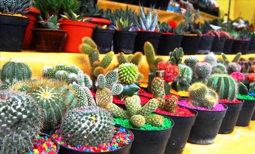 Apparently, cactus not only can be found in dessert. You can find it here as well, various types of catus that you can get as a souvenir