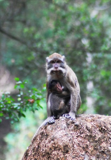 The wild monkeys living freely in this place. You can find their activities closely around you, but be careful with the foods you bring. They may like it as well