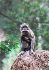 The wild monkeys living freely in this place. You can find their activities closely around you, but be careful with the foods you bring. They may like it as well: by geeseptrina, Views[308]