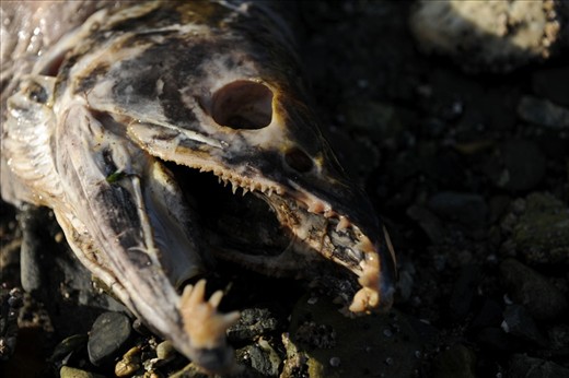 “Salmon Carcass”
The returning runs of spawning salmon are integral to life in BC’s northern coastal forests. Even the trees themselves feast on the salmon. Death and life are the same thing in this wilderness.