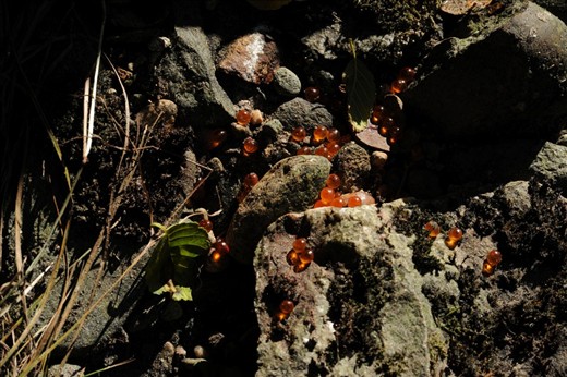 “Salmon Roe”
I sat quietly on a beautiful estuary riverbank in the Great Bear Rainforest.  I was watching a mother grizzly across the river water as she feasted on salmon carcasses with her yearling cub. Looking down at my feet I noticed the salmon eggs scattered across the pebbles. They were brilliant as jewels in the sun. I loved this remnant that hinted at an earlier feast.